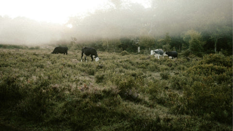 grass fed tallow skincare